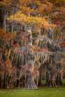 Bald cypress trees and autumn colors in southern swamp, Caddo Lake, Texas. Art Print